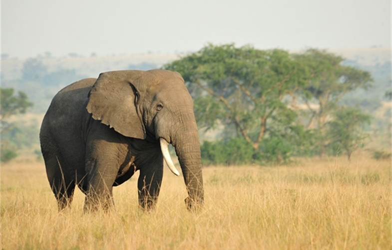 1  Julie Larsen Maher_4392_African elephant in wild_